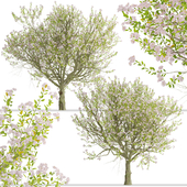 Malus spectabilis Tree (Chinese flowering apple) (1 Tree)