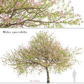 Malus spectabilis Tree (Chinese Flowering Crabapple) (1 Tree)