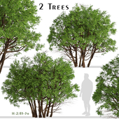 Set of Arborvitae Thuja Trees (Northern white cedar) (2 Trees)