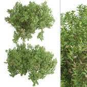 Set of Northern bayberry Shrubs (Myrica pensylvanica) (2 Shrubs)