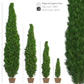 4 Type Of Cypress Tree Vol.1
