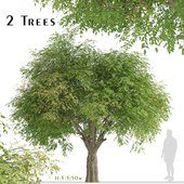 Set of Fraxinus griffithii Trees (evergreen ash) (2 Trees)