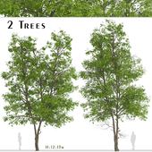 Set of Tilia Platyphyllos Trees (Large-Leaved Lime) (2 Trees)