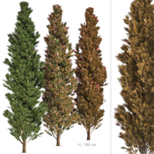 3 Type Of Cypress Tree vol.2
