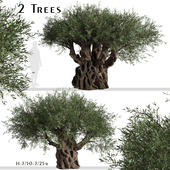 Set of Olive Trees (Olea europaea) (2 Trees)