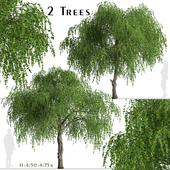 Set of Chinese Elm Trees (Ulmus parvifolia) (2 Trees)