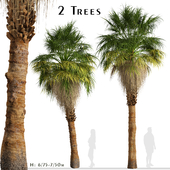 Set of California palm Trees (Washingtonia filifera) (2 Trees)