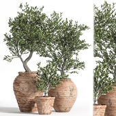 Olive tree in antique pottery
