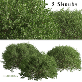 Set of Boxood Shrubs ( Buxaceae ) (3 Shrubs)