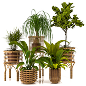 Indoor Plants Set12
