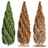 3 Type Of Cypress Tree vol. 3