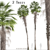 Set of Mexican fan palm Trees (Washingtonia robusta) (2 Trees)
