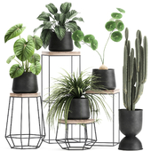 A collection of small plants on stands in black pots with Stefania Erecta, cactus, Philodendron. Set 899.