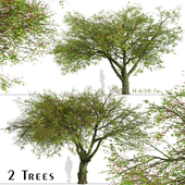 Set of Brachychiton acerifolius Trees (Flame bottletree) (2 Trees)
