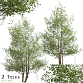 Set of Black Alder Trees (Alnus glutinosa) (2 Trees)