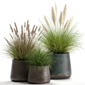 Collection of plants in outdoor metal pots with Pampas grass, bush, vine. Set 902.