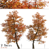 Set of Acer Buergerianum Trees (Trident maple) (2 Trees)