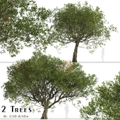 Set of Acacia melanoxylon Trees (Australian blackwood) (2 Trees)