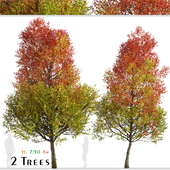 Set of Freeman Maple Trees (Acer freemanii) (2 Trees)