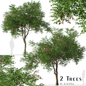 Set of Koelreuteria paniculata Trees (Golden rain) (2 Trees)