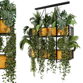 Indoor Hanging Plants in Metal Box - Set 103