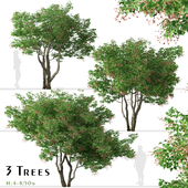 Set of Acer tataricum Trees (Tatarian maple) (2 Trees)