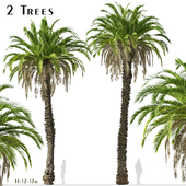 Set of Canary Island date palm Trees (Phoenix canariensis) (2 Trees)