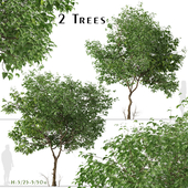 Set of Clerodendrum trichotomum Trees (Harlequin glorybower) (2 Trees)