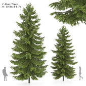 2 Abies tree, High and medium height
