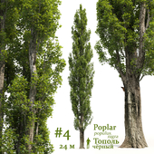 Poplar / Populus # 4