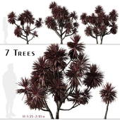 Set of Cordyline australis Trees (Cabbage Tree) (7 Trees)