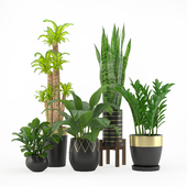 indoor plant set 004