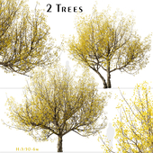 Set of Flowering Cornus mas Trees (Cornelian cherry) (2 Trees)