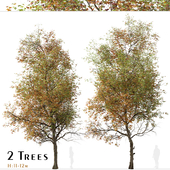 Set of Liquidambar formosana Trees (Formosan gum) (2 Trees)