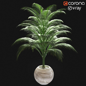 palm plant 001