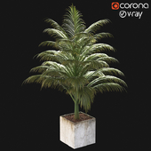 palm plant 002