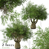 Set of Brachychiton Rupestris Trees (Queensland bottle) (2 Trees)