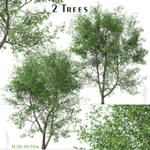 Set of American Beech Trees (Fagus grandifolia) (2 Trees)