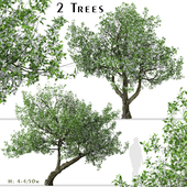 Set of Crataegus monogyna Trees (Common hawthorn) (2 Trees)