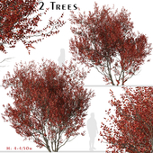 Set of Cotinus Grace Trees (Smoke Tree) (2 Trees)