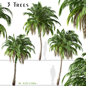 Set of Alexandra palm Tree (Archontophoenix alexandrae) (3 Trees)
