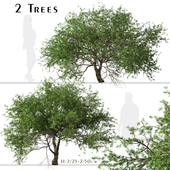 Set of Larix kaempferi Trees (Japanese larch) (2 Trees)