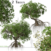 Set of Rhizophora apiculata Trees (Mangrove) (2 Trees)