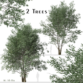 Set of Downy Birch Trees (Betula pubescens) (2 Trees)