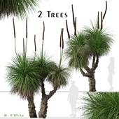 Set of Xanthorrhoea arborea (Broad-leafed Grass Tree) (2 Trees)