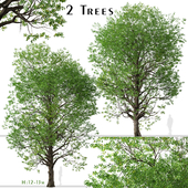 Set of Japanese zelkova Trees (Zelkova serrata) (2 Trees)