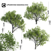 3 Paulownia tomentosa tree