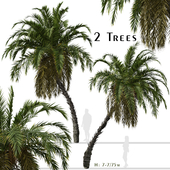 Set of Phoenix reclinata Trees (Senegal date palm) (2 Trees)