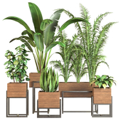 Indoor Plant Vol1