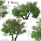 Set of Rhus typhina Trees (Staghorn sumac) (2 Trees)